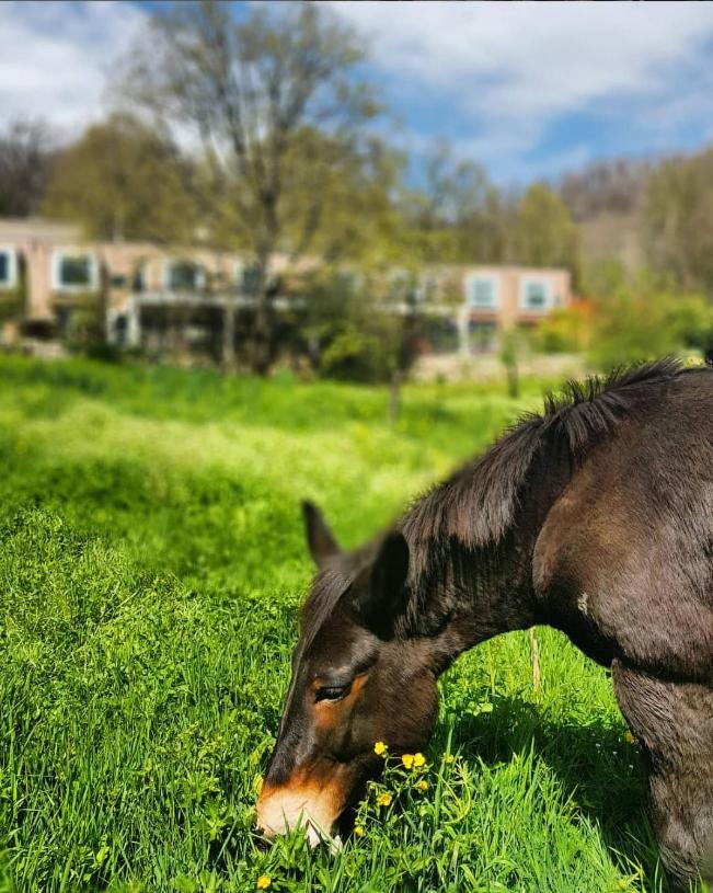 Boutique Hotel Artemisia バステリカ エクステリア 写真